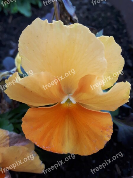 Flower Garden Nature Plant Orange