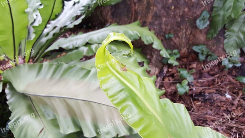 Fern Green Plant Nature Leaf