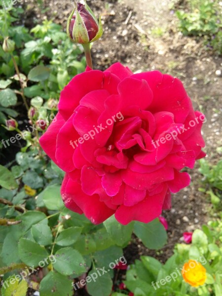 Rose Love Romantic Red Red Rose