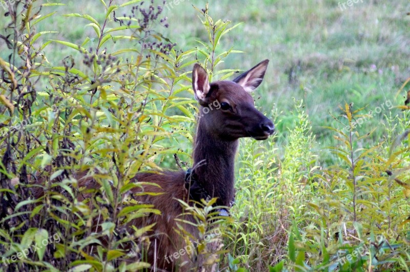 Elk Bugling Nature Animal Wildlife