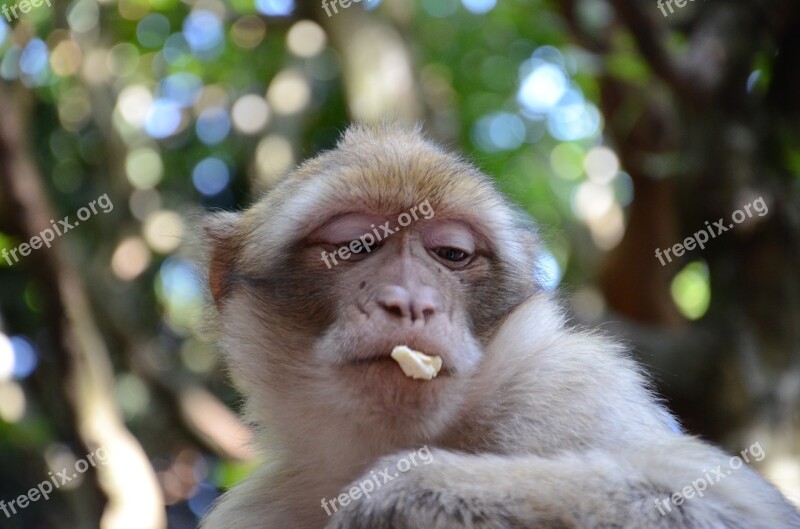 Monkey Face Zoo Primate Animal