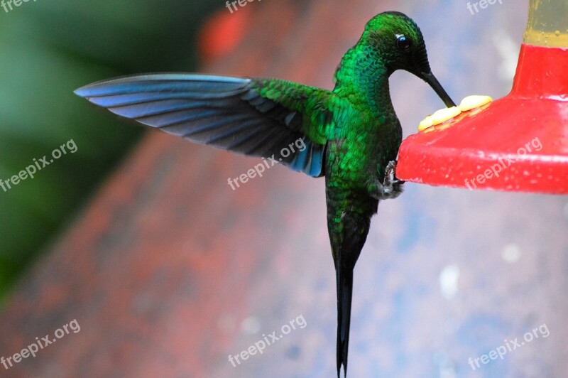 Humming Bird Wildlife Free Photos