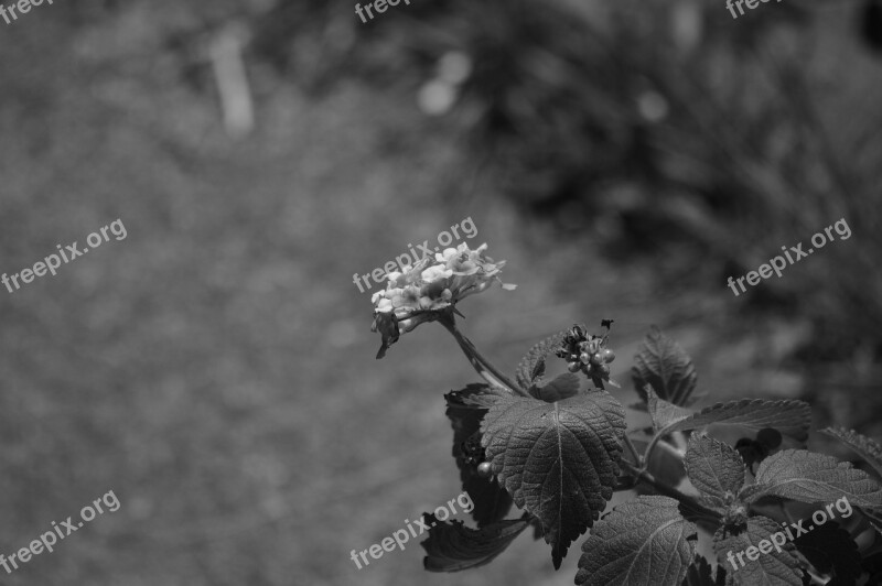 B W Plant Black Flower Leaf