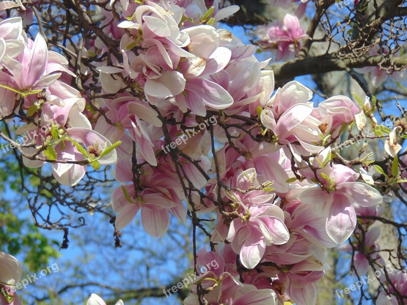 Magnolia Spring Flower Tulip Tree Magnolia Flower