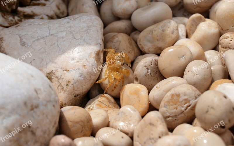 Stones Sea Cancer Pebble Coast