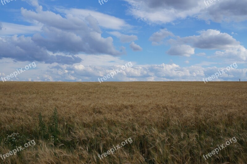 Field Landscape Nature Cereals Arable