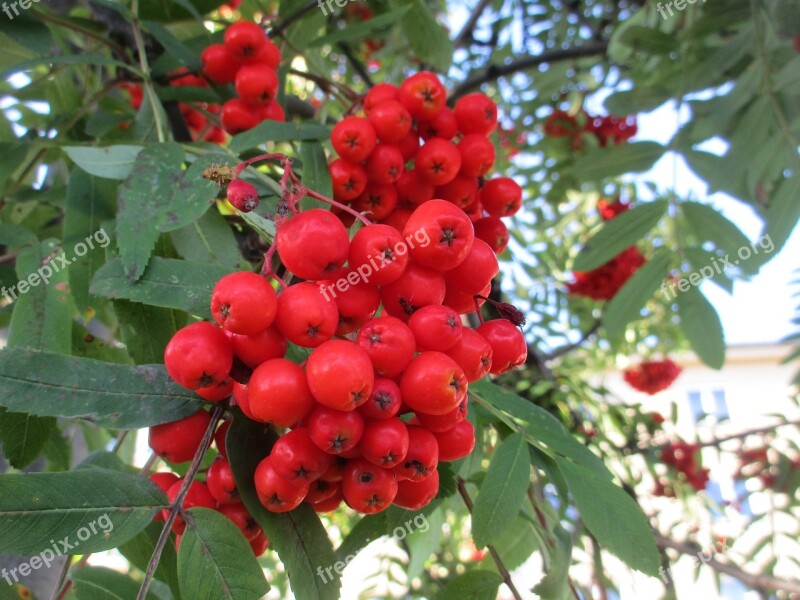 Rowan Rowanberry Sorbus Rogn Red