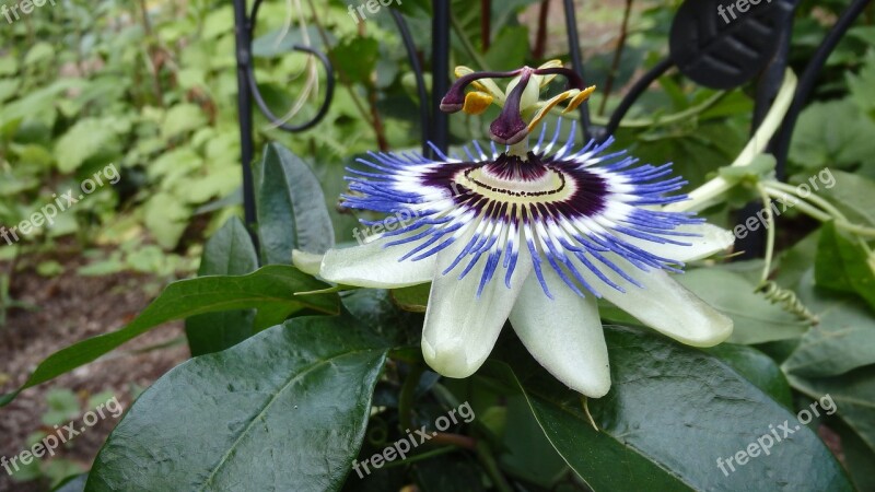 Flower Plant Nature Blossom Bloom