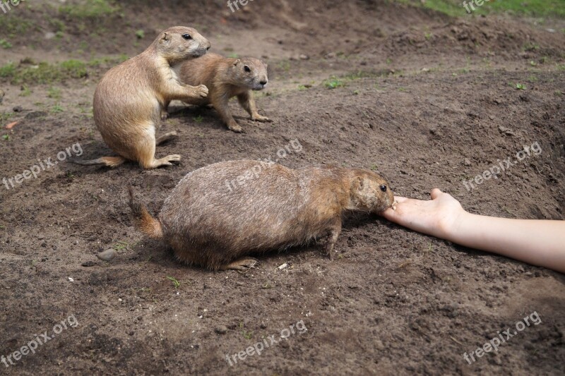 Prairie Dogs Rodents Animals Zoo Hand