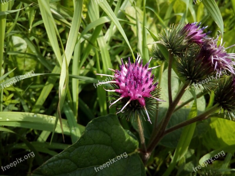 Agrimony Burdock Bloom Weed Astrov