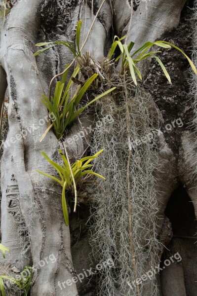 Parasitic Plants Old Man Beard Louisiana Moss Tillandsia Tillandsi