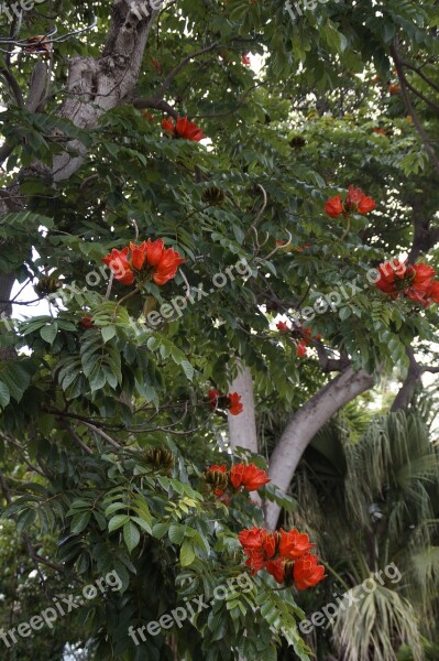 Tulip Tree Exotic Exot Tropical Nature