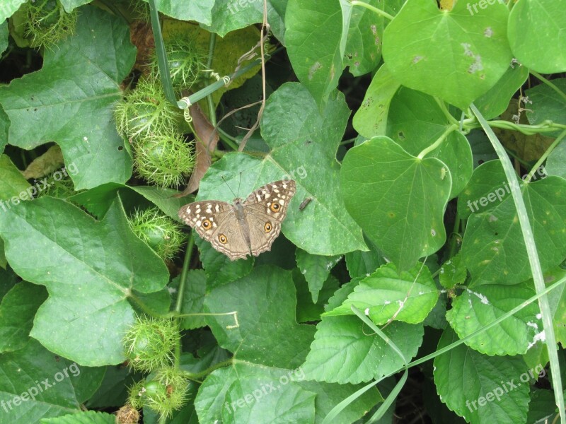 Butterfly Green Leaves Grey Butterfly Free Photos