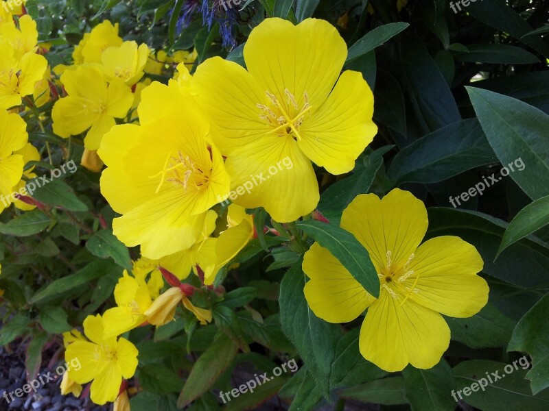 Yellow Flowers Flower Plant Yellow Flower