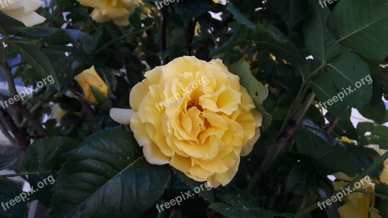 Flourish Ros Roses Garden Yellow