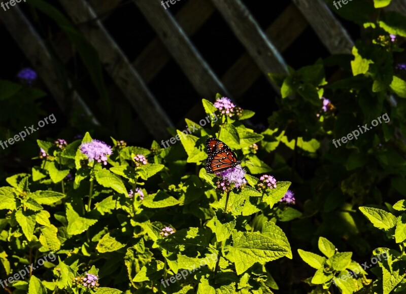 Queen Butterfly Nature Landscape Butterfly Free Photos