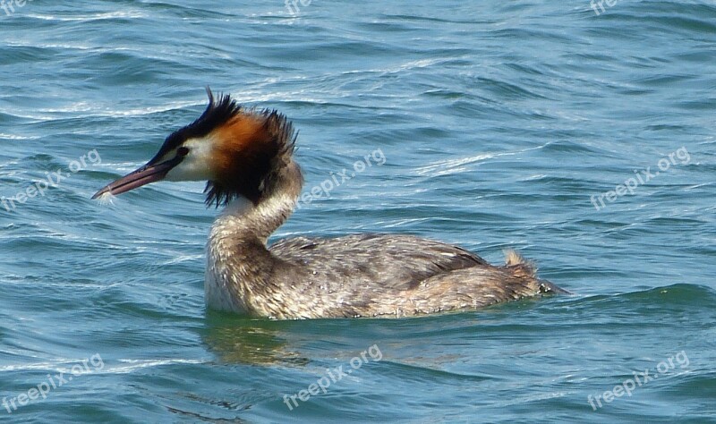 Great Crested Grebe Water Bird Grebe Free Photos