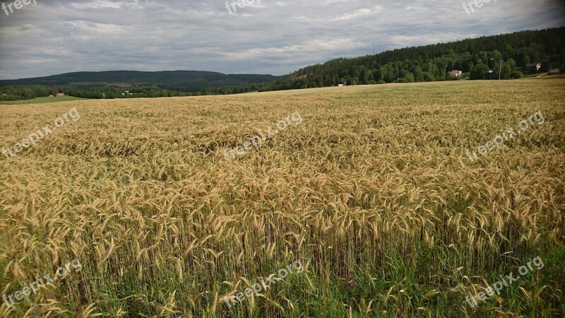 Field Cornfields Countryside Swedish Countryside Sweden