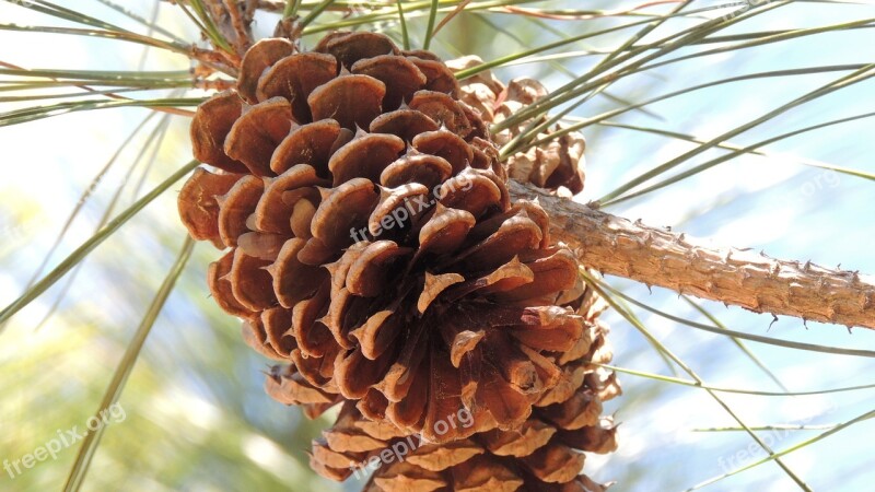 Pine Cone Tree Christmas Nature