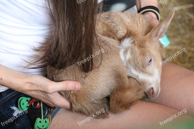 Sleeping Goat Light Brown Goat White Animal