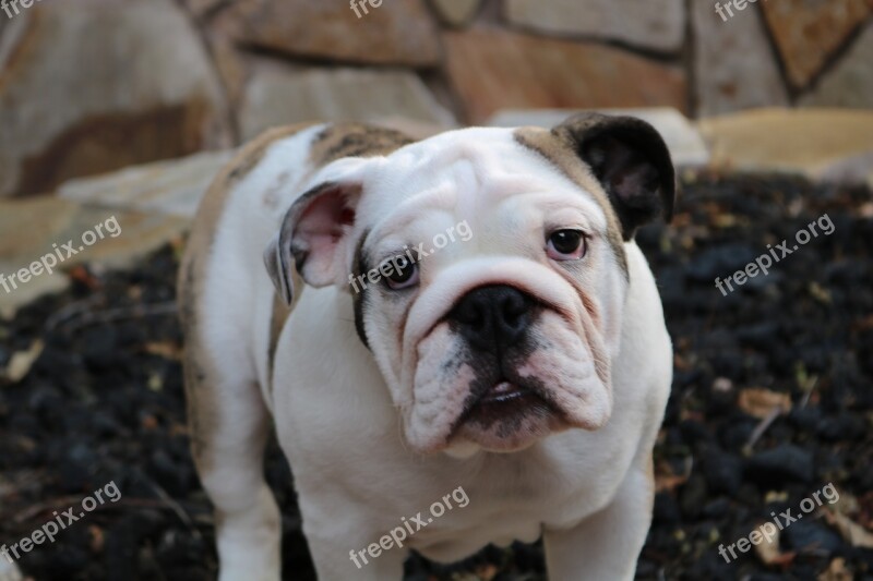 Dog Puppy English Bulldog Canine Animal