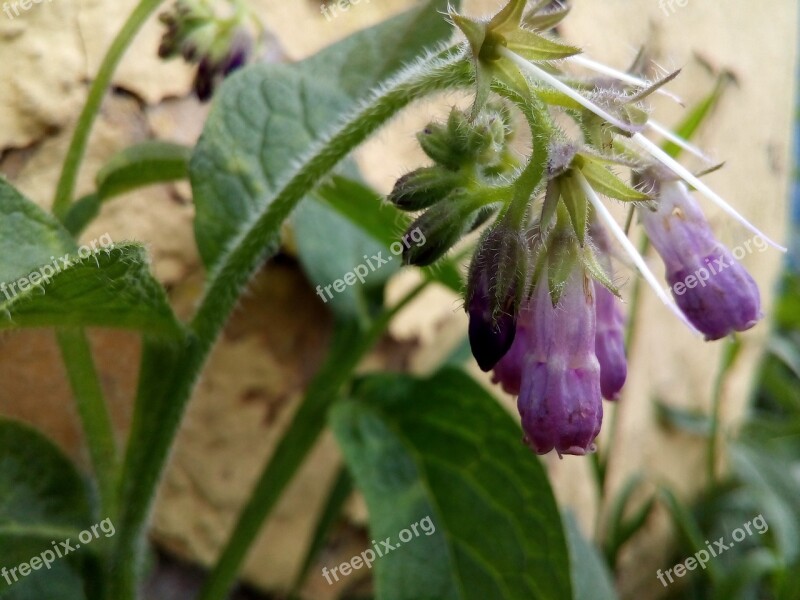 Comfrey Flower Faded Spread Pistil