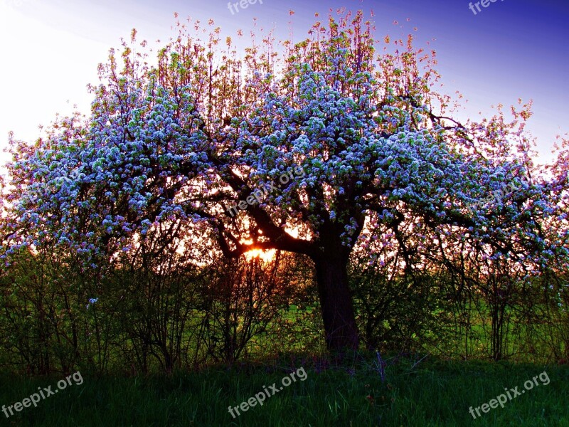 Tree Spring Nature White Flowers