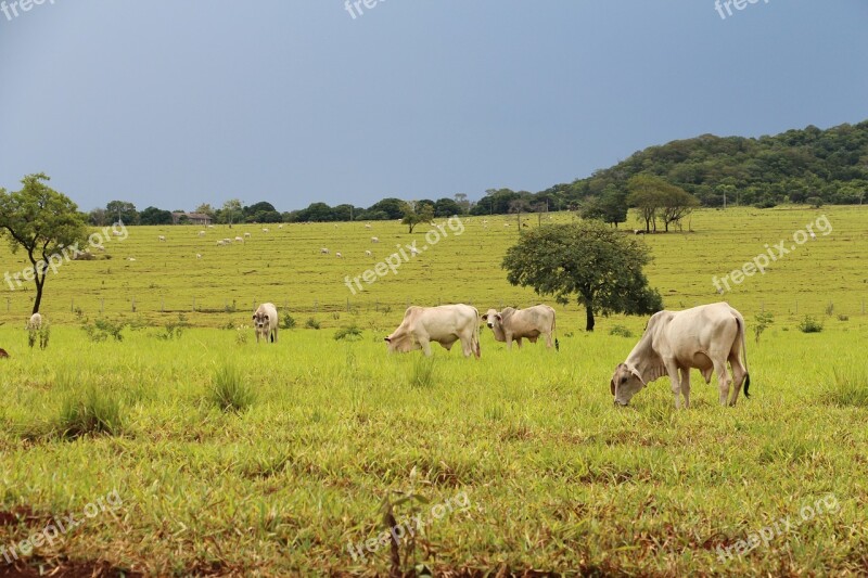 Field Agriculture Agribusiness Mato Grosso Do Sul Roça