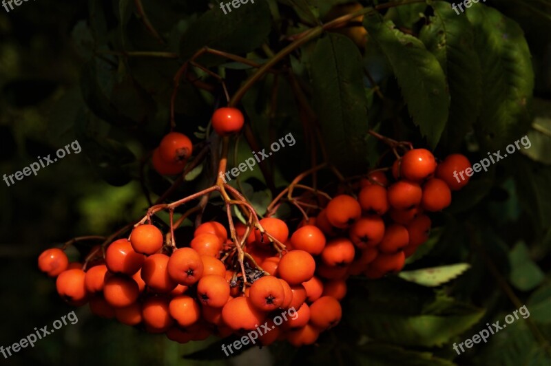 Rowan Nature Rowan Berries Summer Maturation