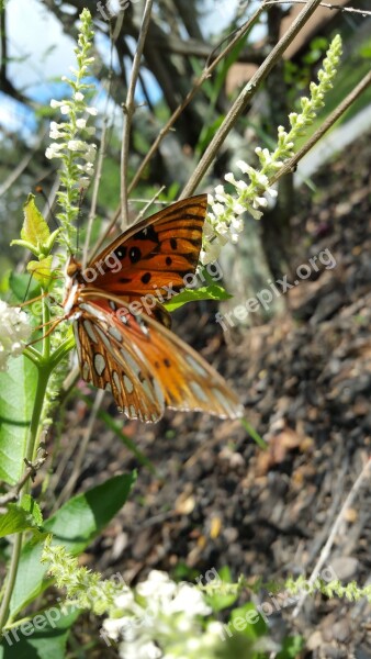 Butterfly Wings Orange Insect Nature