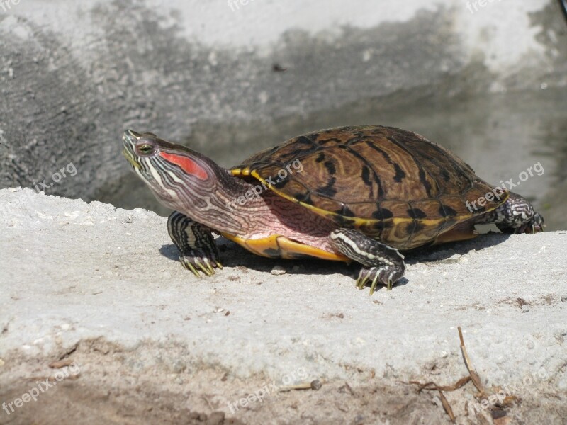 Turtle Sun Basking Nature Reptile Shell