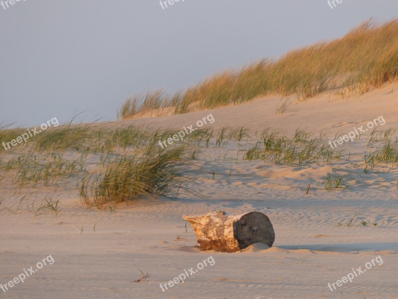 Beach Sand Tree Trunk Tree Beautiful Beaches