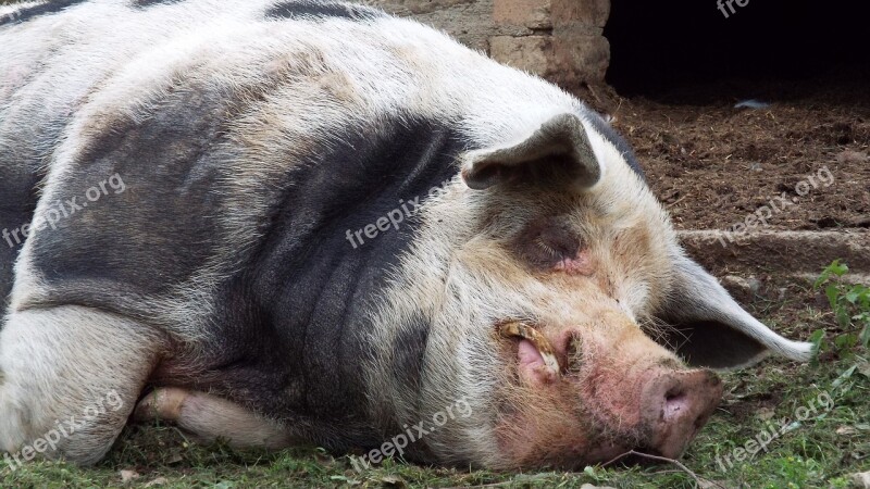 Swine Hog Pig Pigsty Farm Animal