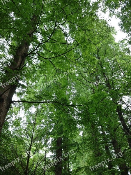 Woods Green Look Up Free Photos