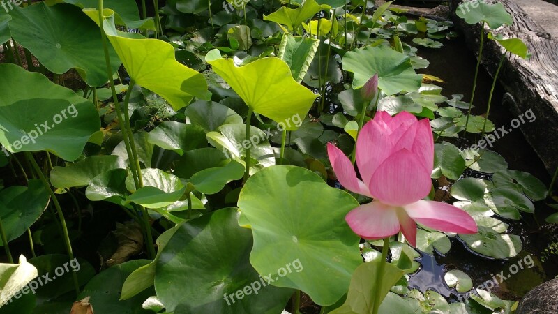 Basin Aquatic Plant Lotus Flower Nature Aquatic