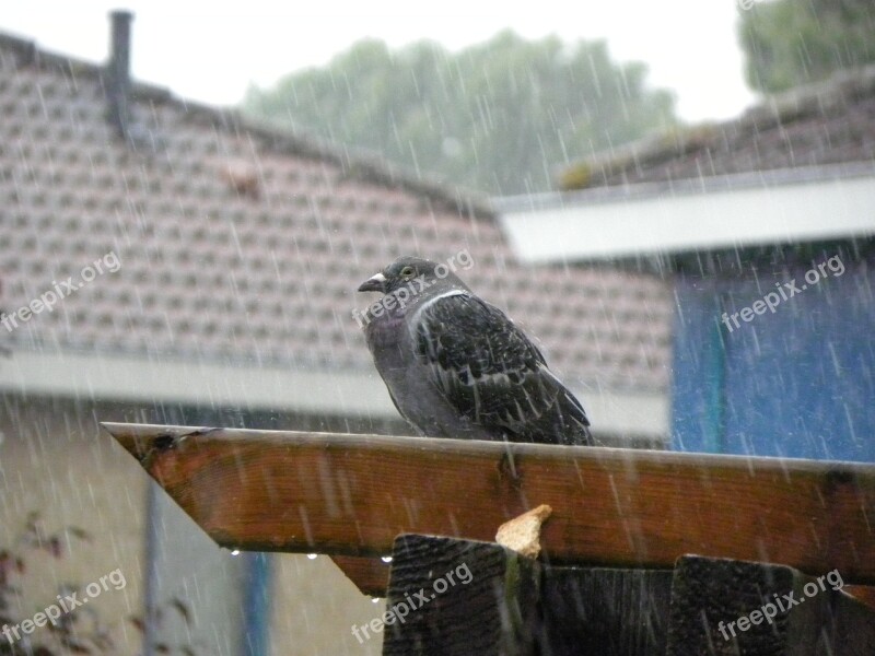 Pigeon Homer Rain Rest Free Photos