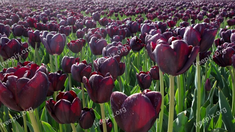 Tulips Purple Bulbs Bulb Plant