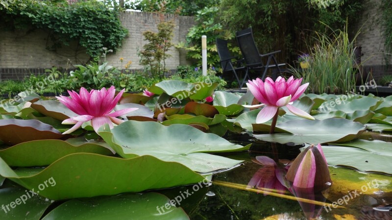 Water Lily Pond Water Plant Bloom Water Flower