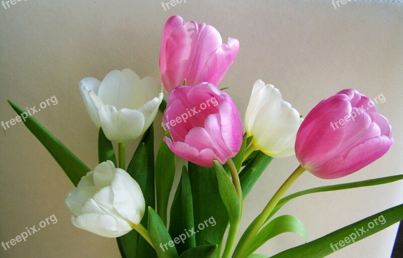 Tulip Bouquet Cut Flower Pink And White Flowers Free Photos