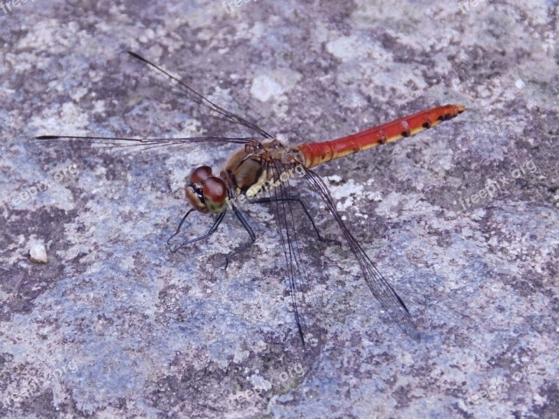 Ważka Macro Insect Free Photos