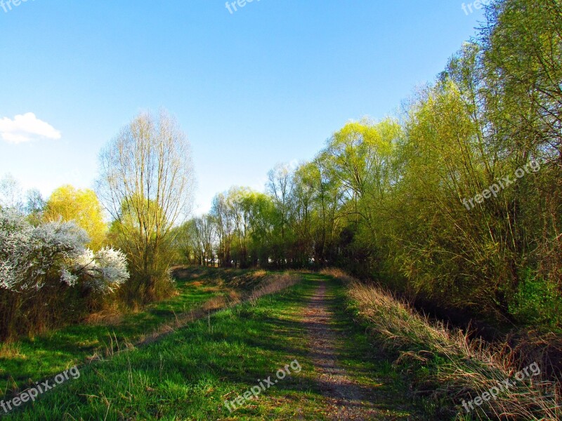 Spring Landscape Blooming The Sun Nature