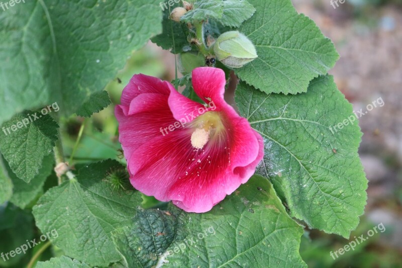 Hollyhock Flower Planr Pink Garden