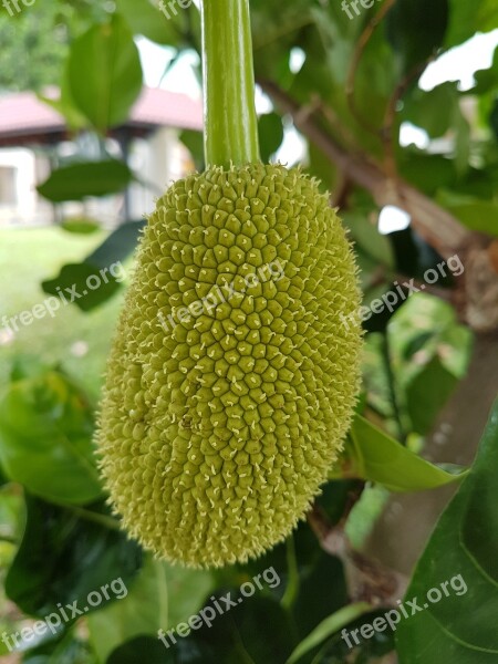 Jackfruit Fruit Sweet Tropical Organic