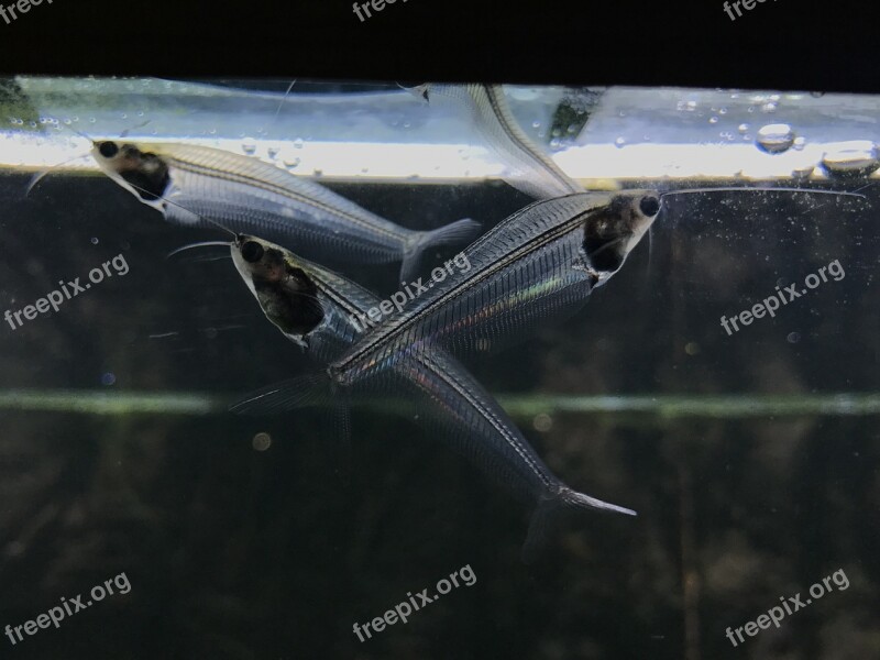 Glass Cat Fish Freshwater Fish Transparent Fishbone