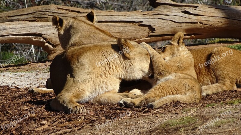 Pride Of Lions Lion Cub Cat Big-cat