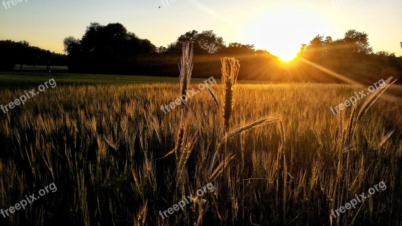 Sunset Cornfield Landscape Lighting Abendstimmung