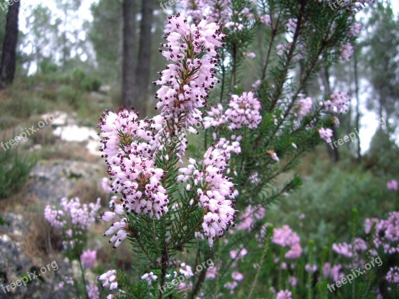 White Flower Wild Flower Nature Wild Spring