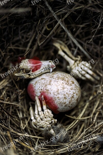 Spooky Skeleton Egg Blood Mole