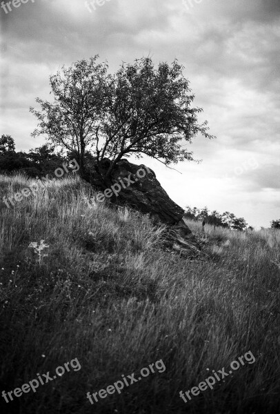 Gloomy Tree Rock Nature Black And White