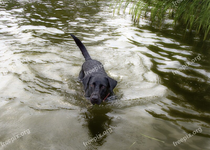 Dog Water Swim Animal Canine